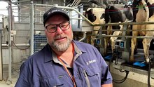 Full automation and herd monitoring in Tate’s 60-cow DeLaval rotary