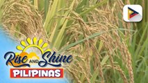 Pagbili ng palay sa mga magsasaka, patuloy na tumataas ayon sa DAR