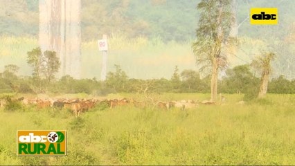 ABC Rural: Ventajas para el campo del pastoreo racional intensivo