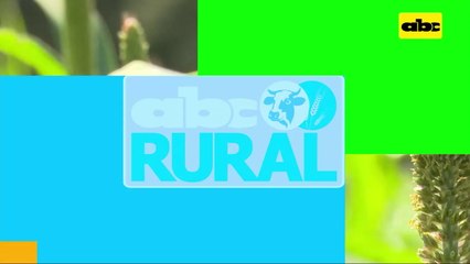 ABC Rural: Milleto para cobertura y mejoramiento de suelo