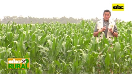 ABC Rural: Siembra de maíz en el Chaco para nutrición animal
