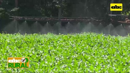 ABC Rural: Productor cuenta su experiencia de 30 años de siembra directa