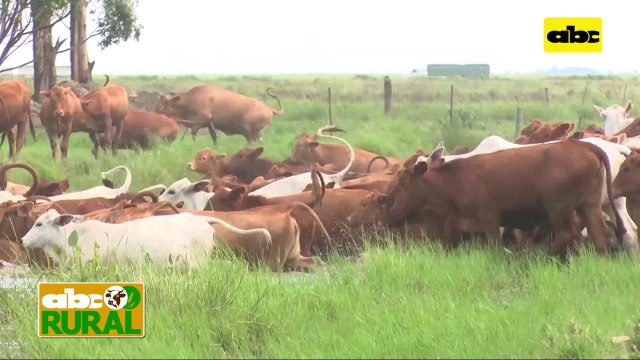 ABC Rural: Criterios de selección genética para lograr Brangus definidos