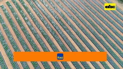 Pequeños productores de frutilla piden mercado y combate al contrabando