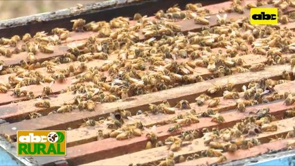ABC Rural: Tenga en cuenta que,  Apicultura y trabajos de invierno