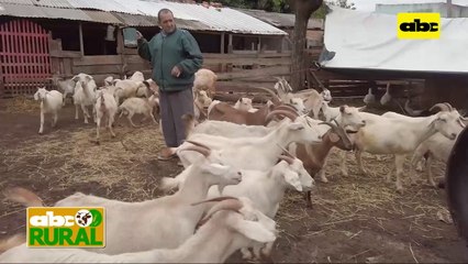 ABC Rural: Te recomienda, alimentar a las cabras después del ordeño