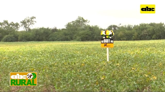 ABC Rural: Syngenta y Nidera mostraron sus variedades de soja en el Chaco