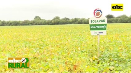 Abc Rural: Sojapar presente en el Chaco Paraguayo en jornada de campo