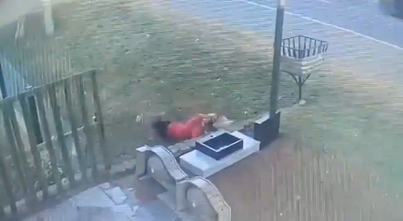 Ni Las Gallinas Perdonan!