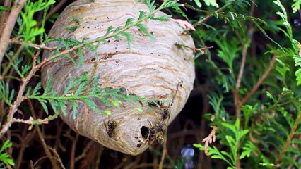 10 Things to Know About - Season 11 Episode 4 - Invasive Species