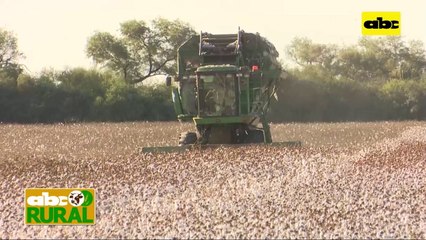 Abc Rural: Algodón revive en el Chaco cosecha mecanizada