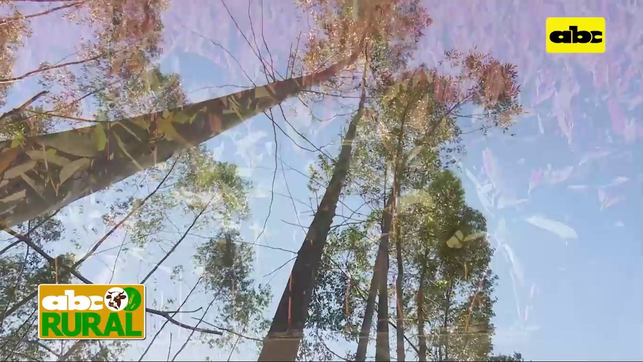 Abc Rural: Informaciones Rurales