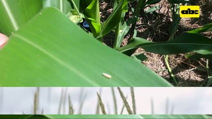 ABC Rural: Tenga en cuenta