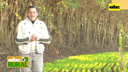 ABC Rural: Sorgo Gigante Boliviano en jornada de campo del Chaco