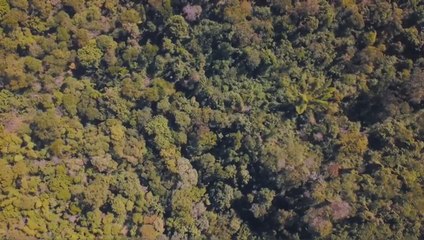 Se cumplen 30 años desde la creación de la Reserva Natural del Bosque Mbaracayú