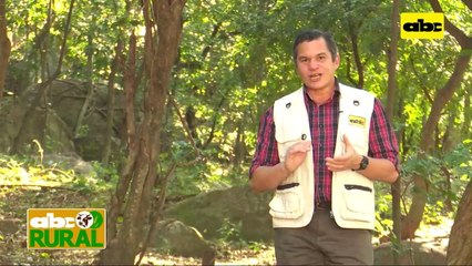 ABC Rural: Jornada de campo de Agrotec sobre producción de maíz