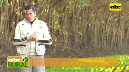 ABC Rural: Control de malezas leñosas para valorizar los campos