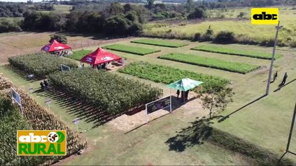ABC Rural: Variedades de maíz recomendadas para la zafra 2021/2022