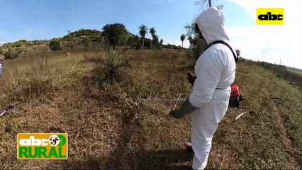 ABC Rural: Resultados del trabajo de control de malezas leñosas
