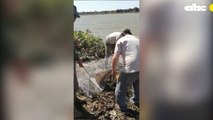 El alegre retorno de una nutria gigante a su hábitat en el Chaco