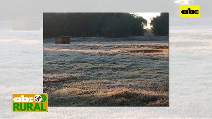 ABC Rural: Informaciones Rurales - Trigo golpeado por heladas