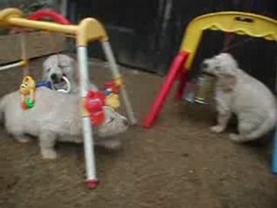 bébés 46 ème jour