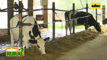 ABC Rural: Estrategia nutricional para vacas lecheras en producción
