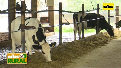 ABC Rural: Estrategia nutricional para vacas lecheras en producción
