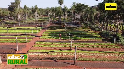 ABC Rural: Horticultor habla del uso de extracto de Neem