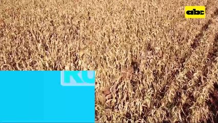 ABC Rural: Daño de heladas al maíz y momento de cosecha
