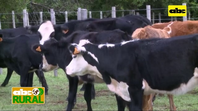 Rurales Internacionales Uruguay Busca Enviar Animales En Pie A Brasil