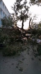 Un árbol cayó sobre varios vehículos estacionados frente al colegio Salesianito