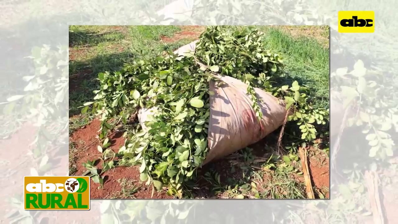 ABC Rural: Informaciones rurales - Jornada sobre Yerba Mate