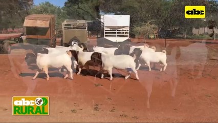 Rurales internacionales: Brasil y la exportación ovina y caprina