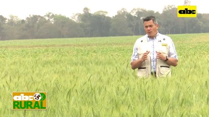 Abc Rural: Calicata de Pasto brachiaria ruziziensis y recuperación de suelo