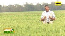 Abc Rural: Calicata de Pasto brachiaria ruziziensis y recuperación de suelo