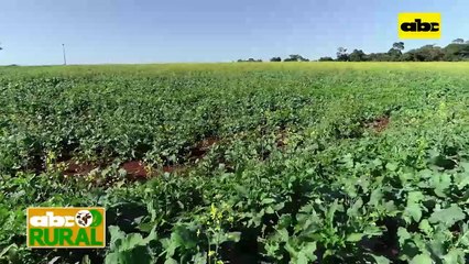 ABC Rural:  Te recomienda - Frío pero sin heladas esta semana