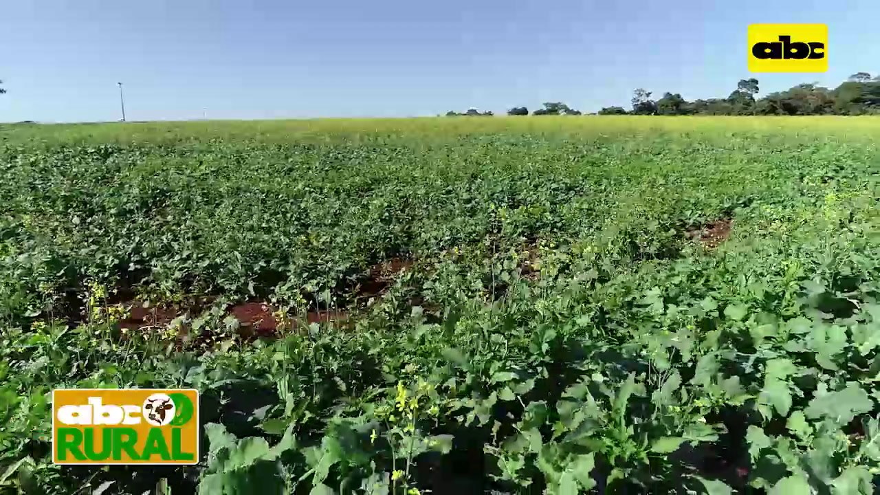 ABC Rural:  Te recomienda - Frío pero sin heladas esta semana