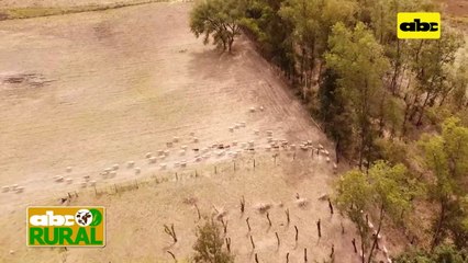 ABC Rural: Nutrición ideal para ovejas en gestación