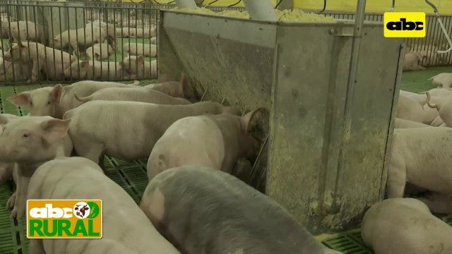 Abc Rural Nacionalesaiwán No Compra Carne De Cerdo De Paraguay