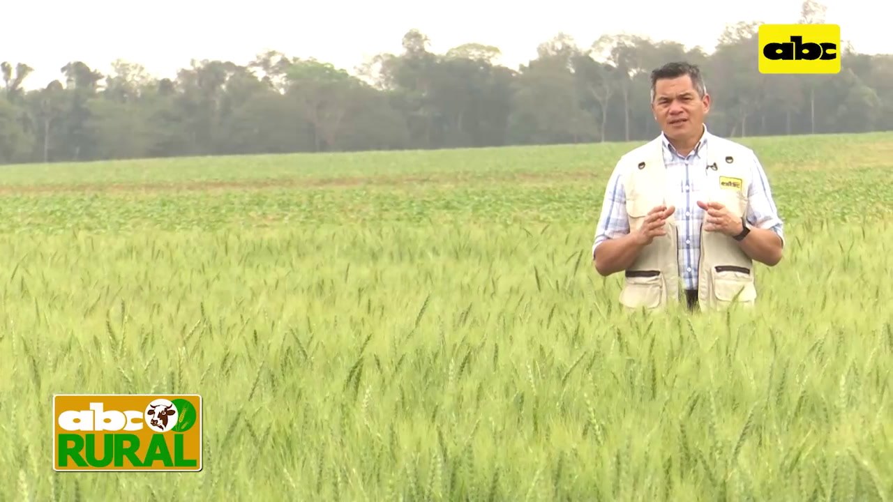 Abc Rural: Criterios para una buena nutrición de vacas lecheras
