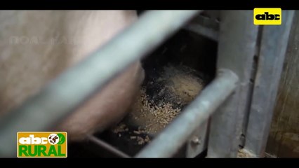 ABC Rural: Internacionales -  México envía carne de cerdo a Canadá