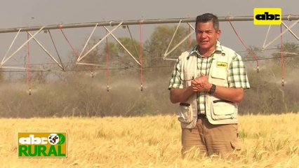 ABC Rural: Tratamiento de semillas para asegurar arranque de soja con Timac