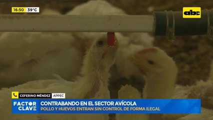 Contrabando en el sector avícola: pollo y huevos entran sin control de forma ilegal