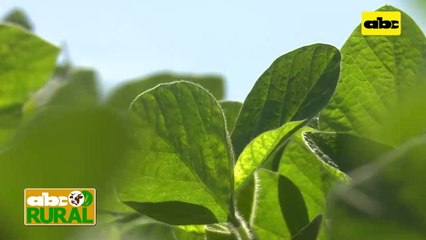 ABC Rural: Recomiendan aprovechar humedad para sembrar