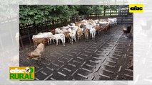ABC Rural: ARP prepara 8vo. Congreso Ganadero