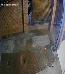 Inseguridad total: Roban a un perro en San Lorenzo