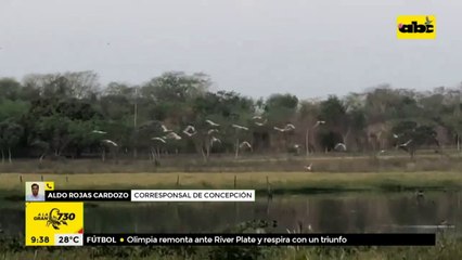 Hermosas aves migratorias se dejan ver en la "Laguna Ka'aguy" en Concepción