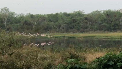 Hermosas aves migratorias se dejan ver en Laguna Ka’aguy de Concepción