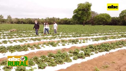 ABC Rural: Resultados del extracto de neem en cultivo de frutilla
